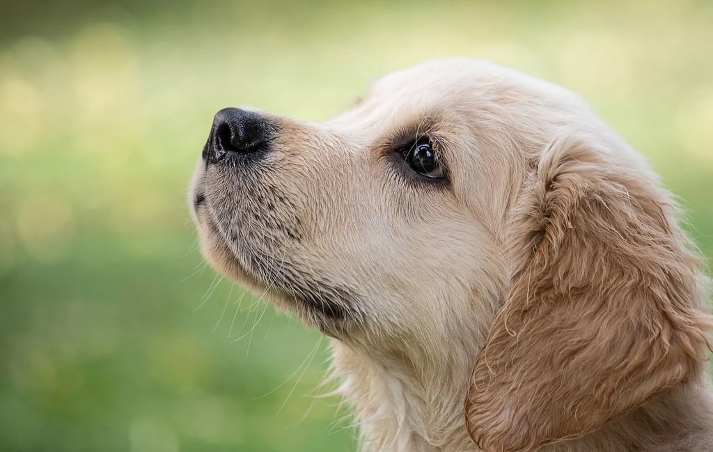 Comment éduquer un chiot dès son arrivée à la maison ?